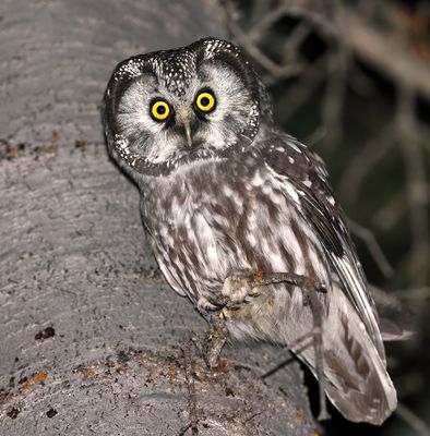 Boreal Owl