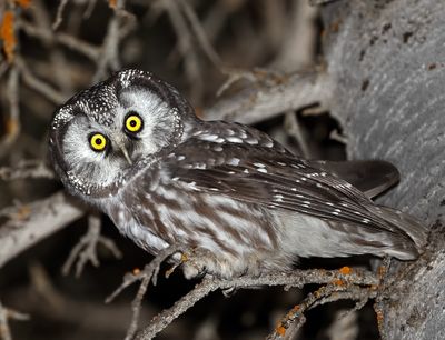 Boreal Owl