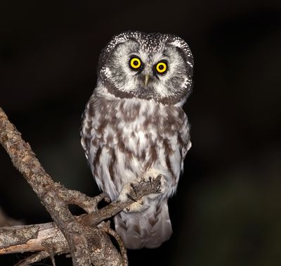Boreal Owl