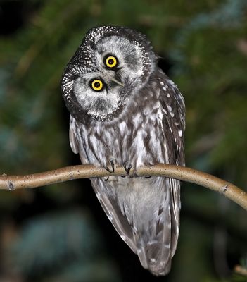 Boreal Owl