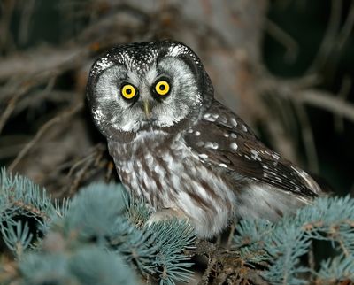 Boreal Owl 