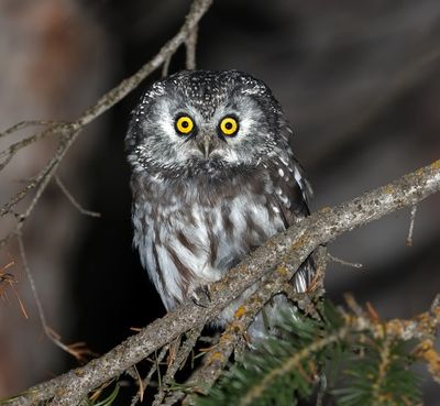 Boreal Owl