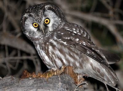 Boreal Owl