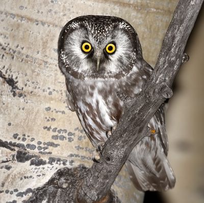 Boreal Owl