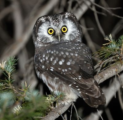 Boreal Owl
