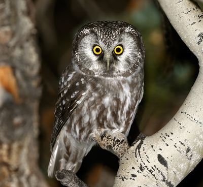 Boreal Owl 