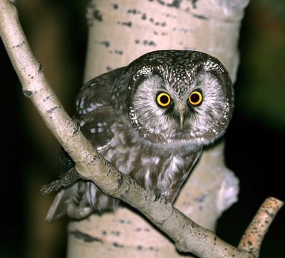 Boreal Owl