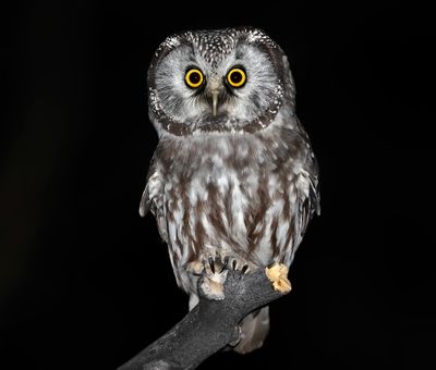 Boreal Owl