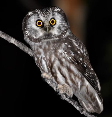 Boreal Owl