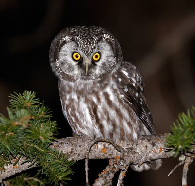Boreal Owl