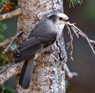 Gray Jay