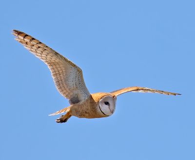 Barn Owl