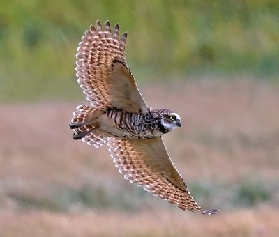Burrowing Owl 