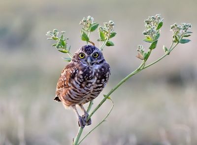 Burrowing Owl