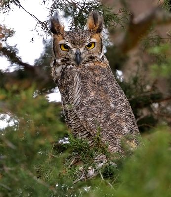Great Horned Owl
