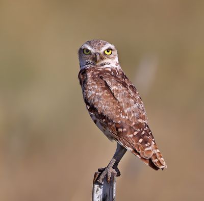 Burrowing Owl 