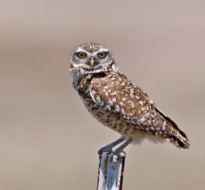 Burrowing Owl 