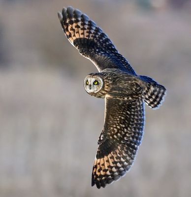 Short-eared Owl