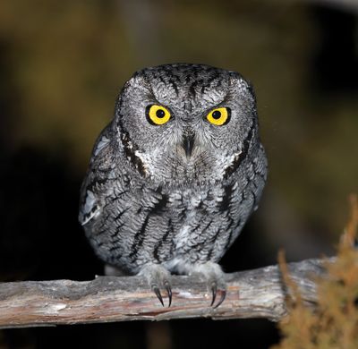 Western Screech-Owl