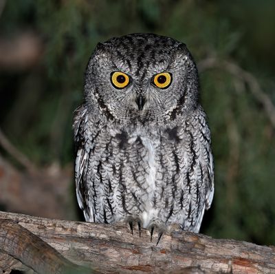 Western Screech-Owl