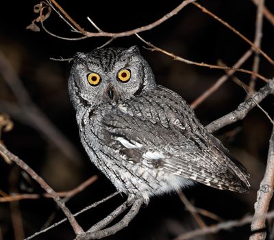 Western Screech-Owl