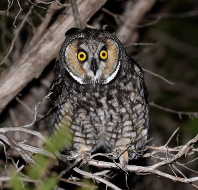 Long-eared Owl