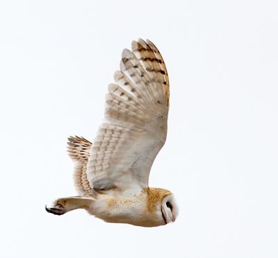 Barn Owl