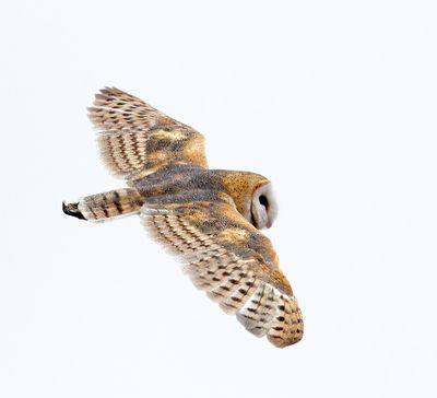 Barn Owl
