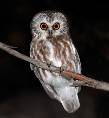 Northern Saw-whet Owl