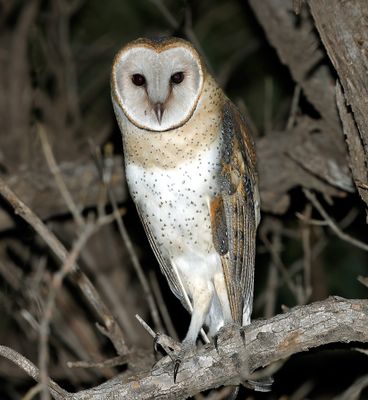 American Barn Owl