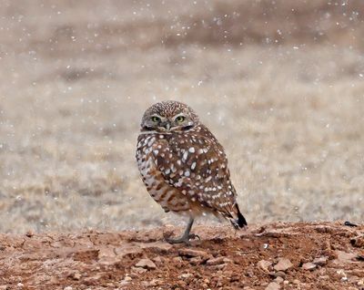 Burrowing Owl