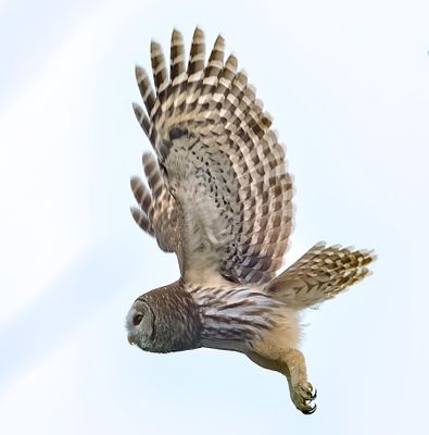 Barred Owl