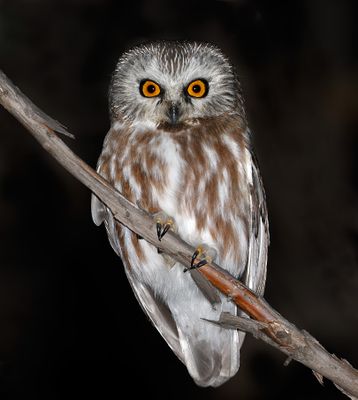 Northern Saw-whet Owl