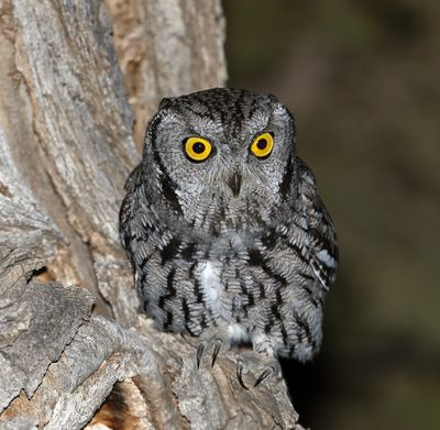 Western Screech-Owl