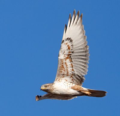 Ferruginous Hawk
