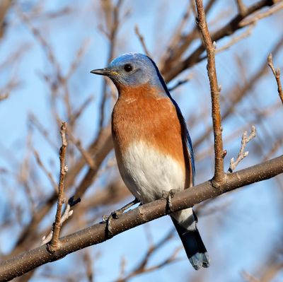 Eastern Bluebird