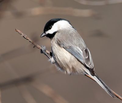 Carolina Chickadee