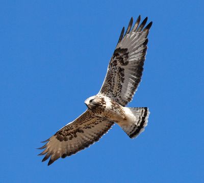 Rough-legged Hawk