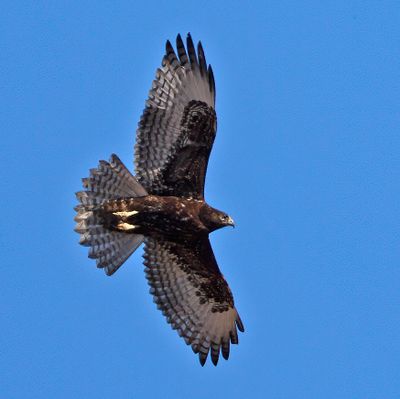Red-tailed Hawk