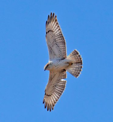 Ferruginous Hawk