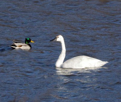 Tundra Swan