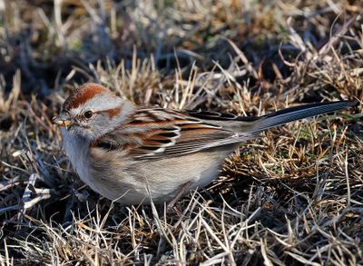 American Tree Sparrow