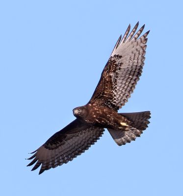 Red-tailed Hawk