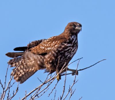 Red-tailed (Harlan's) Hawk
