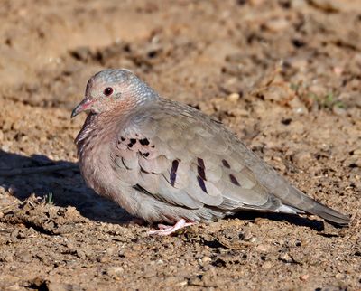 Common Ground-Dove