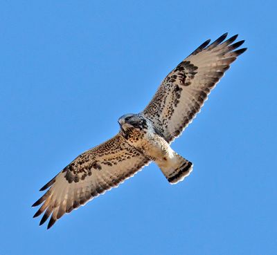Rough-legged Hawk