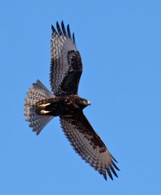Red-tailed Hawk