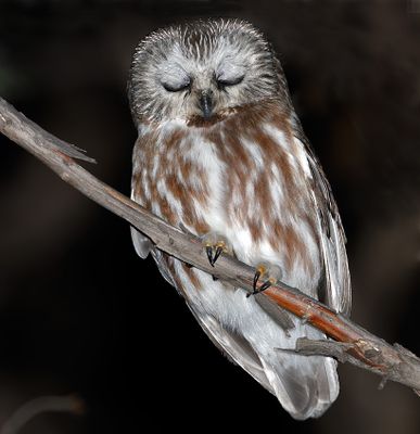 Northern Saw-whet Owl