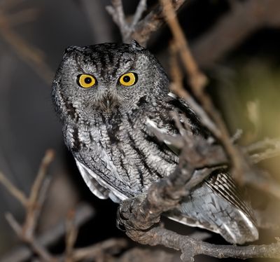 Western Screech-Owl