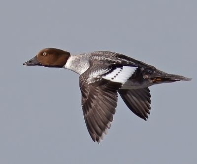 Common Goldeneye